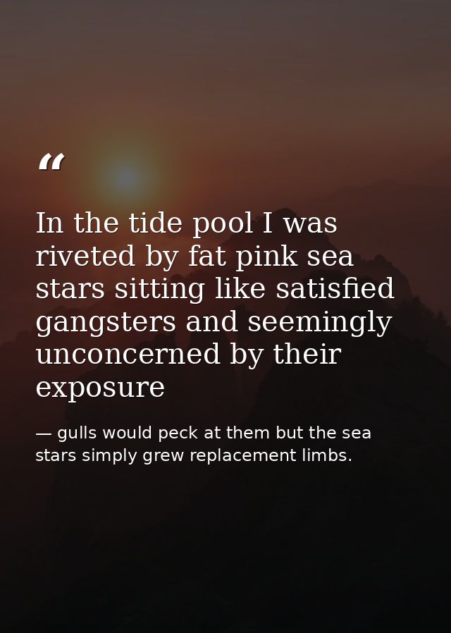 In the tide pool I was riveted by fat pink sea stars sitting like satisfied gangsters and seemingly unconcerned by their — gulls would peck at them but the sea stars simply grew replacement limbs.