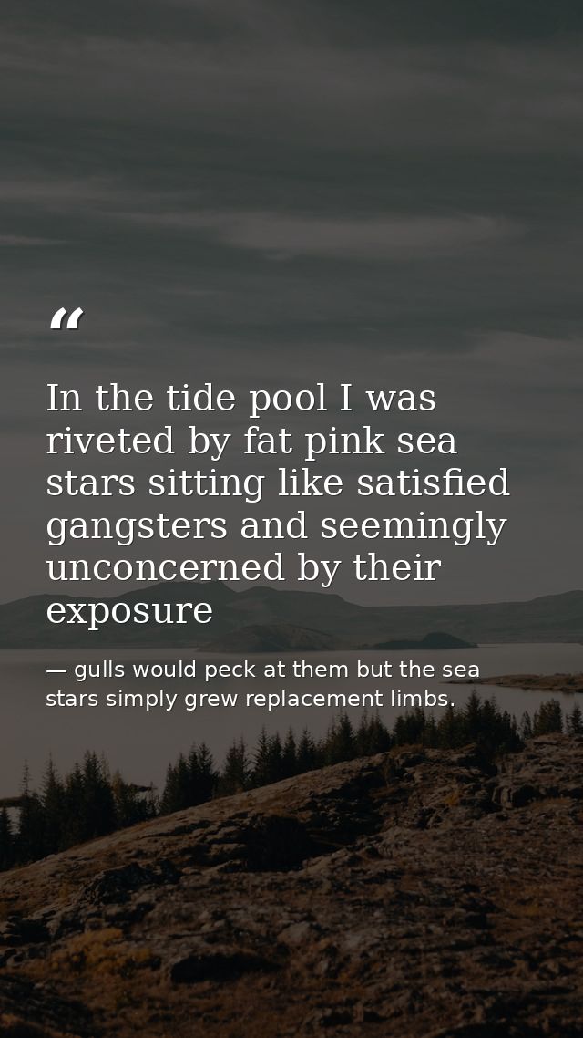 In the tide pool I was riveted by fat pink sea stars sitting like satisfied gangsters and seemingly unconcerned by their — gulls would peck at them but the sea stars simply grew replacement limbs.