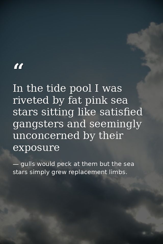 In the tide pool I was riveted by fat pink sea stars sitting like satisfied gangsters and seemingly unconcerned by their — gulls would peck at them but the sea stars simply grew replacement limbs.