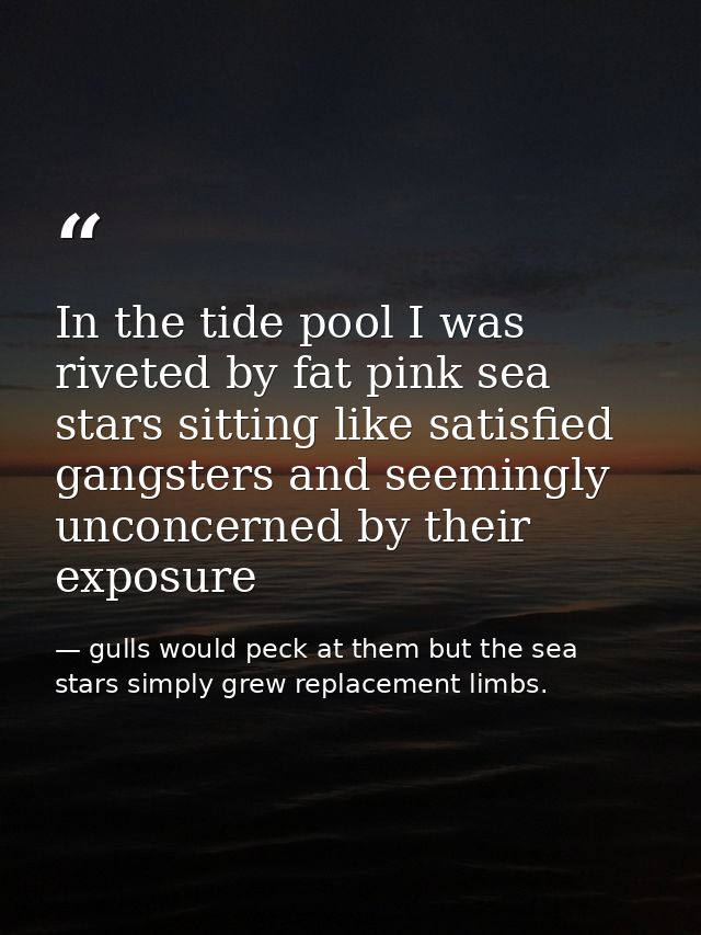 In the tide pool I was riveted by fat pink sea stars sitting like satisfied gangsters and seemingly unconcerned by their — gulls would peck at them but the sea stars simply grew replacement limbs.