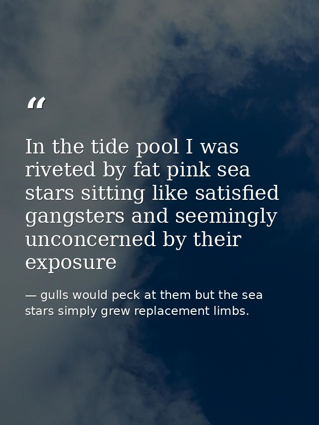 In the tide pool I was riveted by fat pink sea stars sitting like satisfied gangsters and seemingly unconcerned by their — gulls would peck at them but the sea stars simply grew replacement limbs.