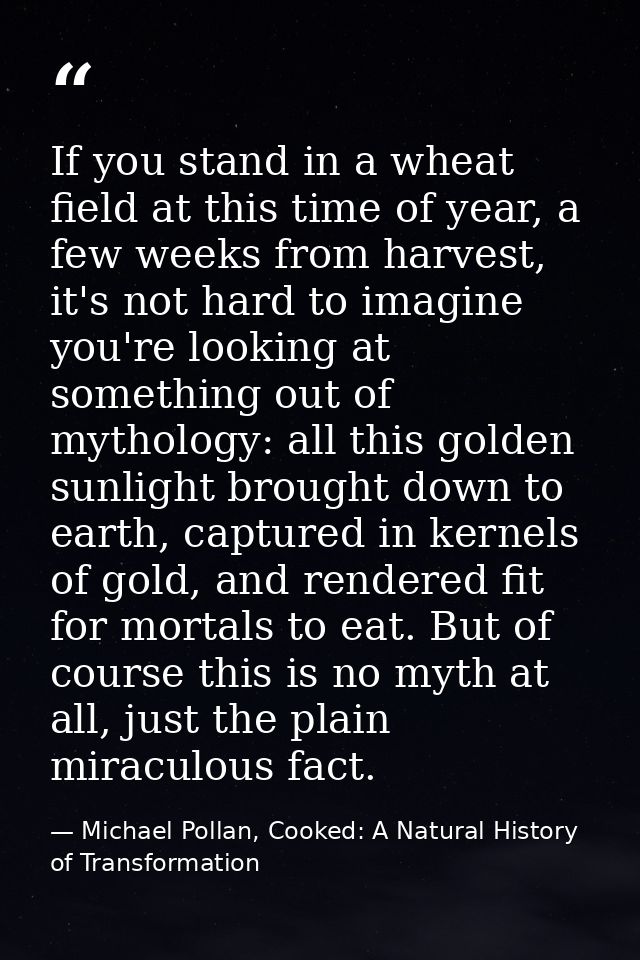 If you stand in a wheat field at this time of year, a few weeks from harvest, it's not hard to imagine you're looking at — Michael Pollan, Cooked: A Natural History of Transformation