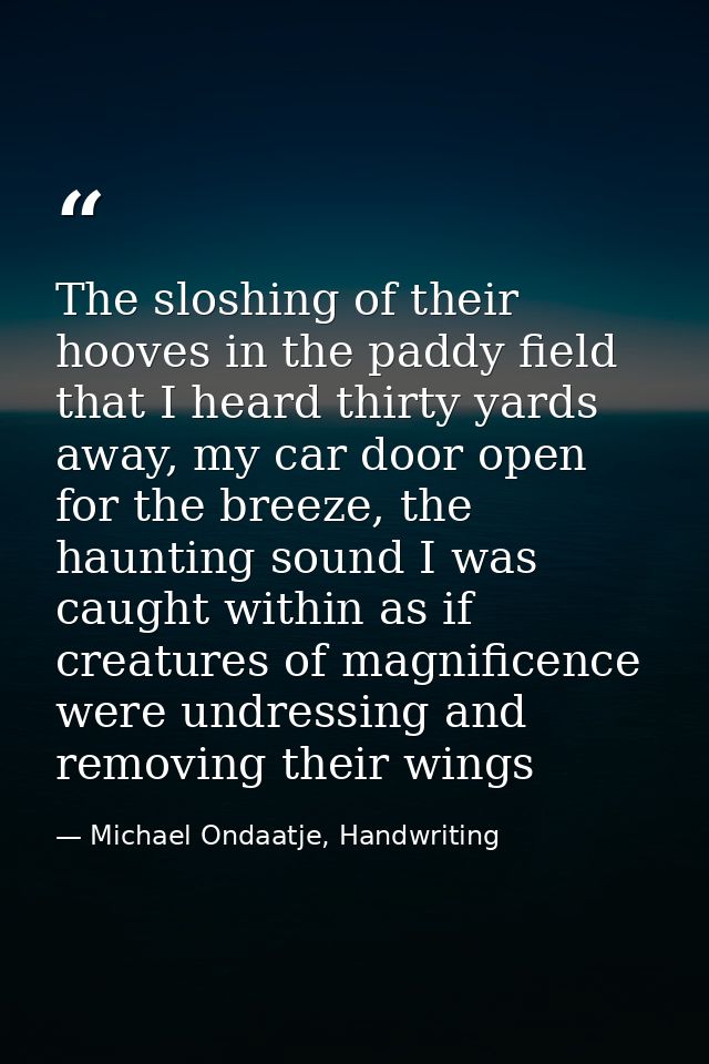 The sloshing of their hooves in the paddy field that I heard thirty yards away, my car door open for the breeze, the hau — Michael Ondaatje, Handwriting