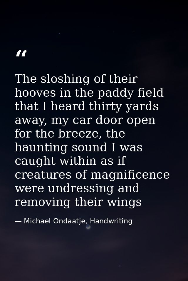 The sloshing of their hooves in the paddy field that I heard thirty yards away, my car door open for the breeze, the hau — Michael Ondaatje, Handwriting