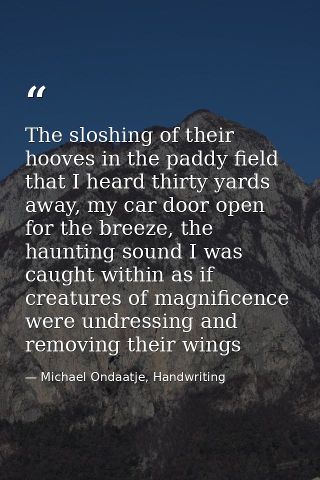 The sloshing of their hooves in the paddy field that I heard thirty yards away, my car door open for the breeze, the hau — Michael Ondaatje, Handwriting