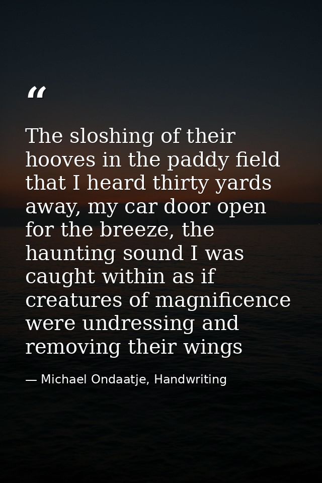 The sloshing of their hooves in the paddy field that I heard thirty yards away, my car door open for the breeze, the hau — Michael Ondaatje, Handwriting