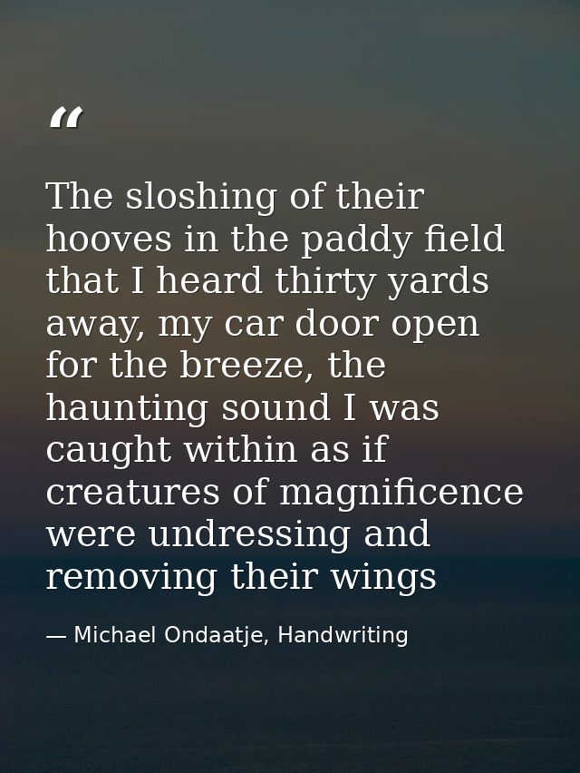 The sloshing of their hooves in the paddy field that I heard thirty yards away, my car door open for the breeze, the hau — Michael Ondaatje, Handwriting