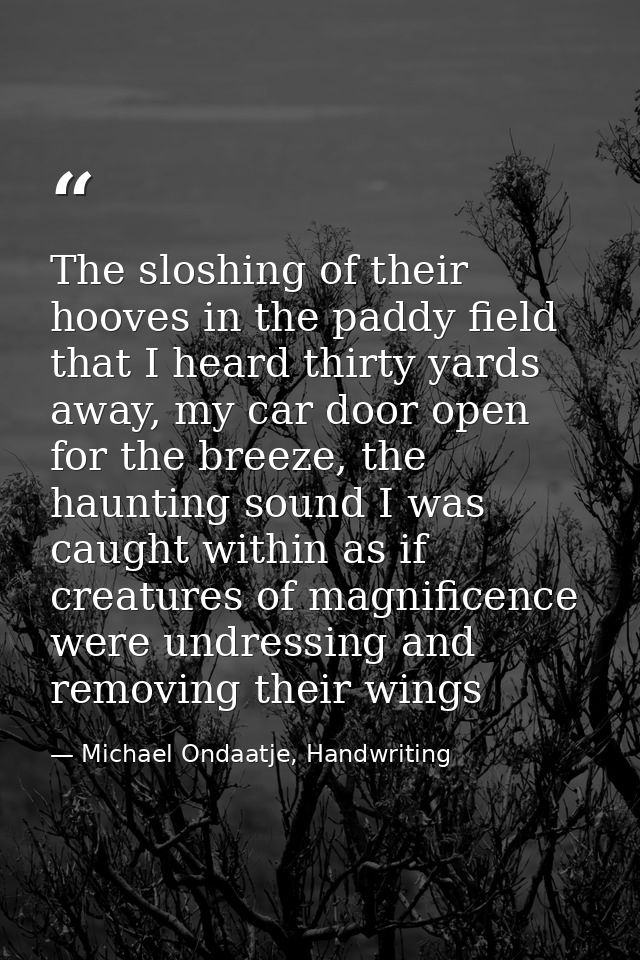 The sloshing of their hooves in the paddy field that I heard thirty yards away, my car door open for the breeze, the hau — Michael Ondaatje, Handwriting
