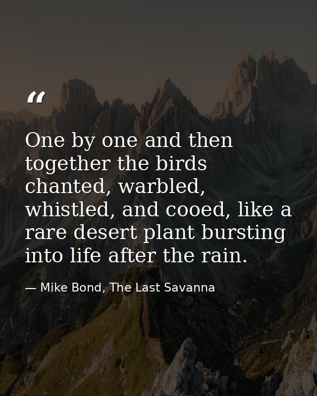 One by one and then together the birds chanted, warbled, whistled, and cooed, like a rare desert plant bursting into lif — Mike Bond, The Last Savanna