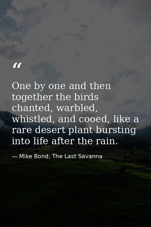 One by one and then together the birds chanted, warbled, whistled, and cooed, like a rare desert plant bursting into lif — Mike Bond, The Last Savanna