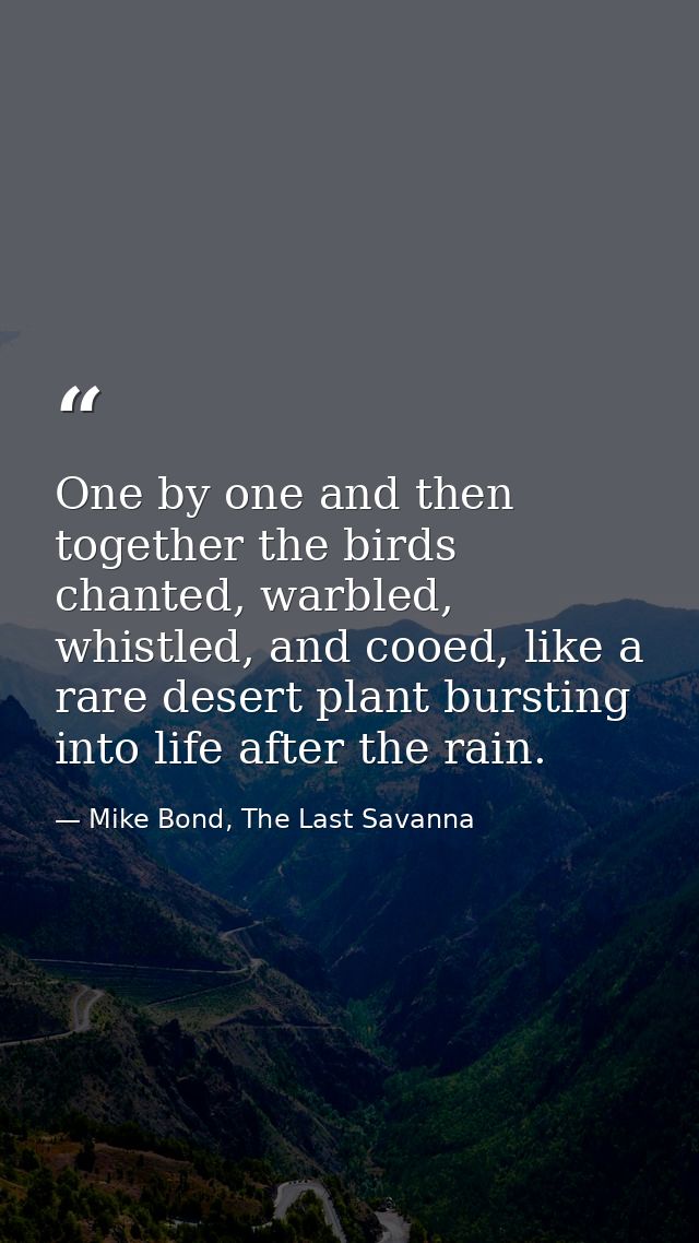 One by one and then together the birds chanted, warbled, whistled, and cooed, like a rare desert plant bursting into lif — Mike Bond, The Last Savanna