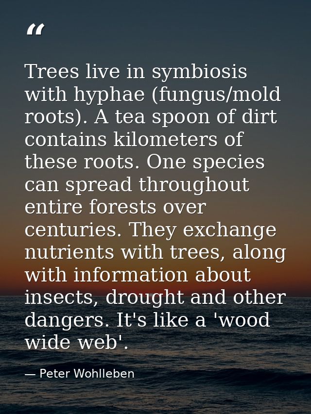 Trees live in symbiosis with hyphae (fungus/mold roots). A tea spoon of dirt contains kilometers of these roots. One spe — Peter Wohlleben