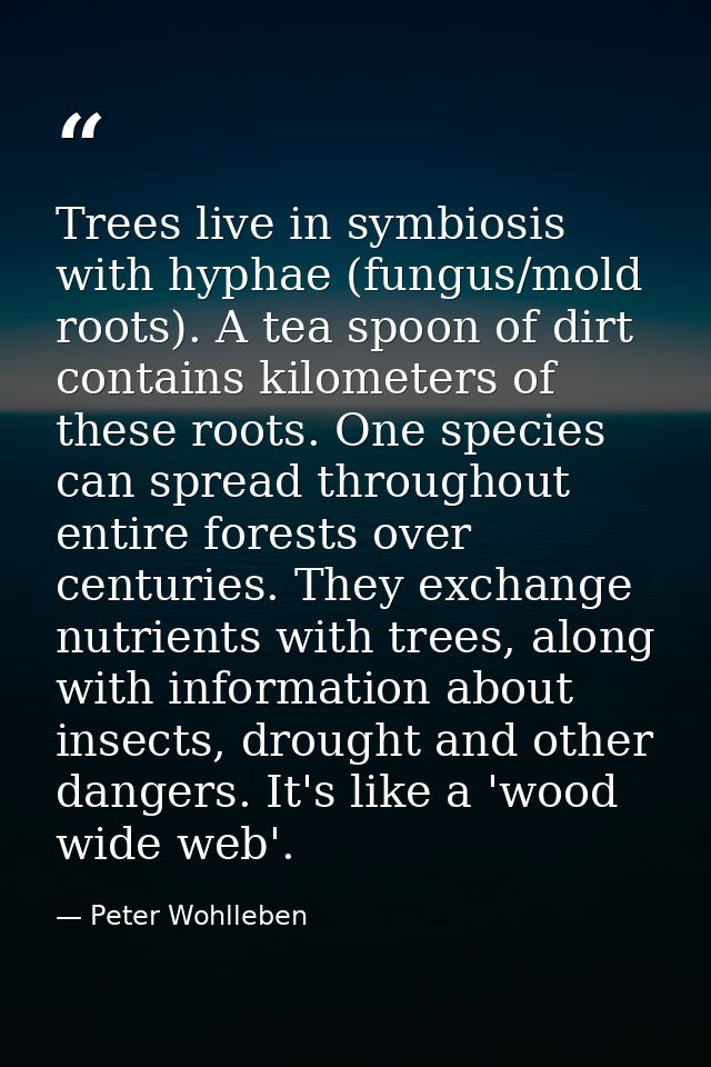 Trees live in symbiosis with hyphae (fungus/mold roots). A tea spoon of dirt contains kilometers of these roots. One spe — Peter Wohlleben