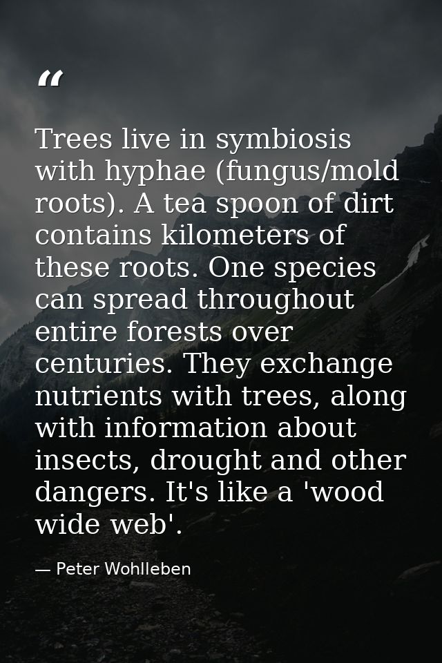 Trees live in symbiosis with hyphae (fungus/mold roots). A tea spoon of dirt contains kilometers of these roots. One spe — Peter Wohlleben