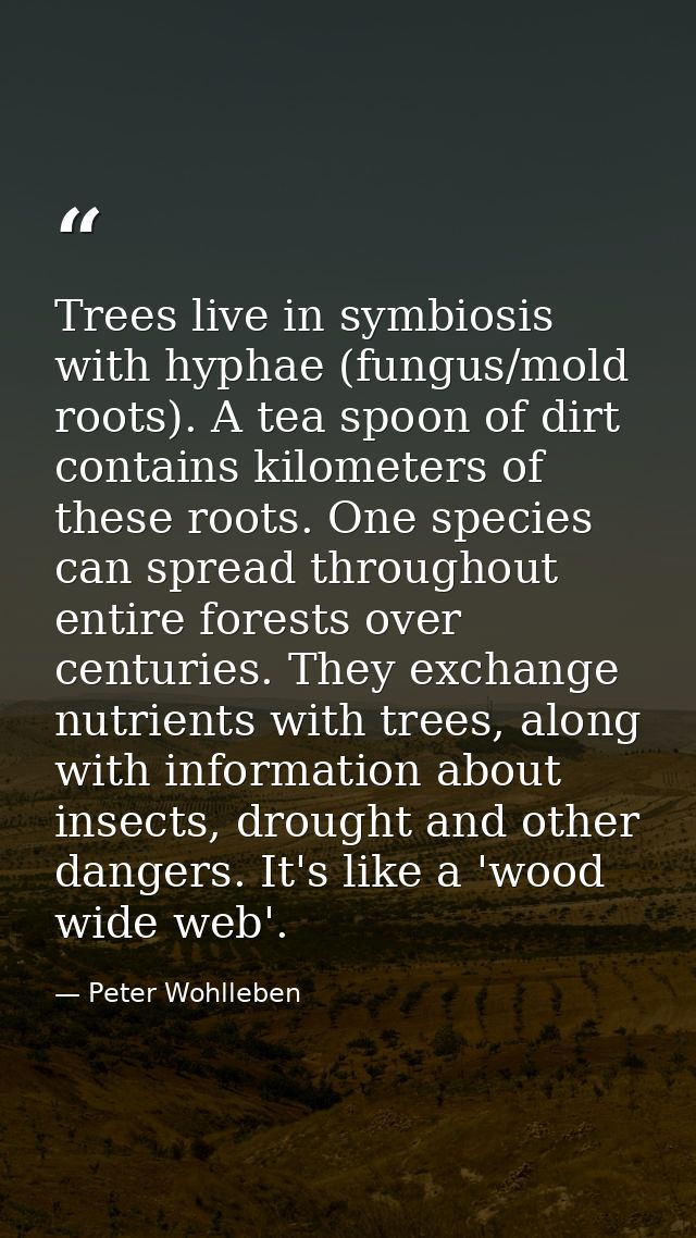 Trees live in symbiosis with hyphae (fungus/mold roots). A tea spoon of dirt contains kilometers of these roots. One spe — Peter Wohlleben