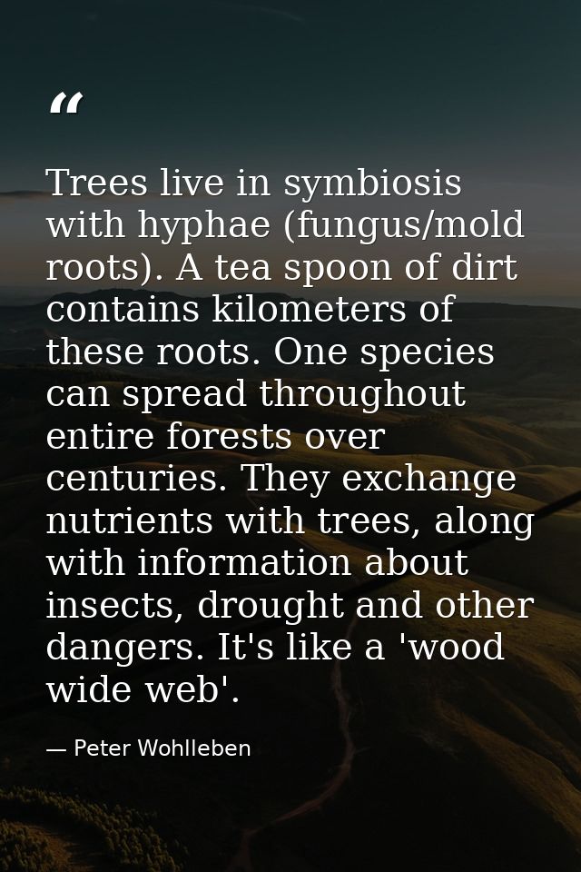 Trees live in symbiosis with hyphae (fungus/mold roots). A tea spoon of dirt contains kilometers of these roots. One spe — Peter Wohlleben