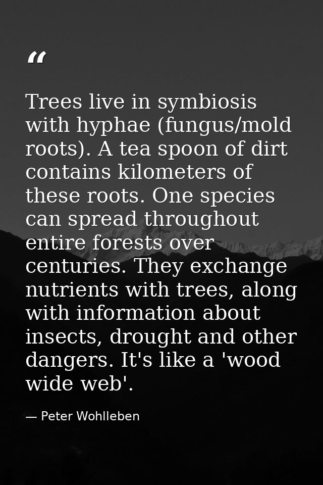 Trees live in symbiosis with hyphae (fungus/mold roots). A tea spoon of dirt contains kilometers of these roots. One spe — Peter Wohlleben