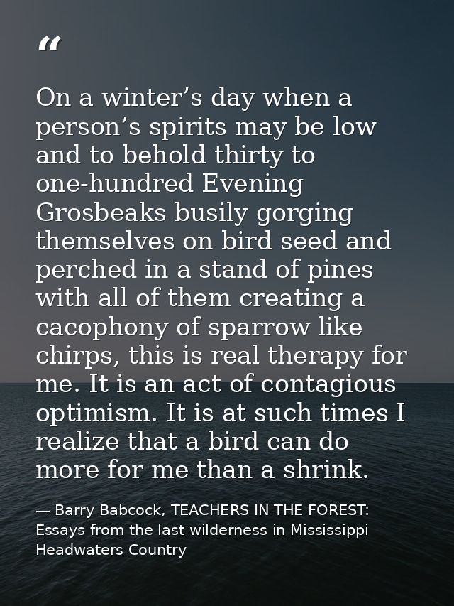 On a winter’s day when a person’s spirits may be low and to behold thirty to one-hundred Evening Grosbeaks busily gorgin — Barry Babcock, TEACHERS IN THE FOREST: Essays from the last wilderness in Mississippi Headwaters Country