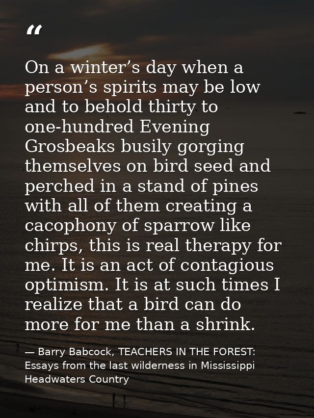 On a winter’s day when a person’s spirits may be low and to behold thirty to one-hundred Evening Grosbeaks busily gorgin — Barry Babcock, TEACHERS IN THE FOREST: Essays from the last wilderness in Mississippi Headwaters Country