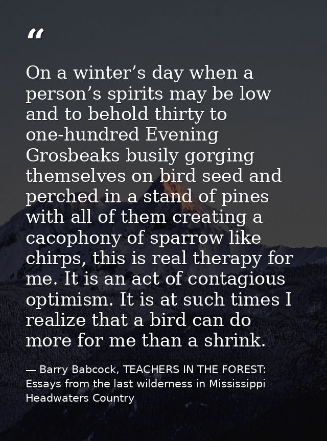 On a winter’s day when a person’s spirits may be low and to behold thirty to one-hundred Evening Grosbeaks busily gorgin — Barry Babcock, TEACHERS IN THE FOREST: Essays from the last wilderness in Mississippi Headwaters Country
