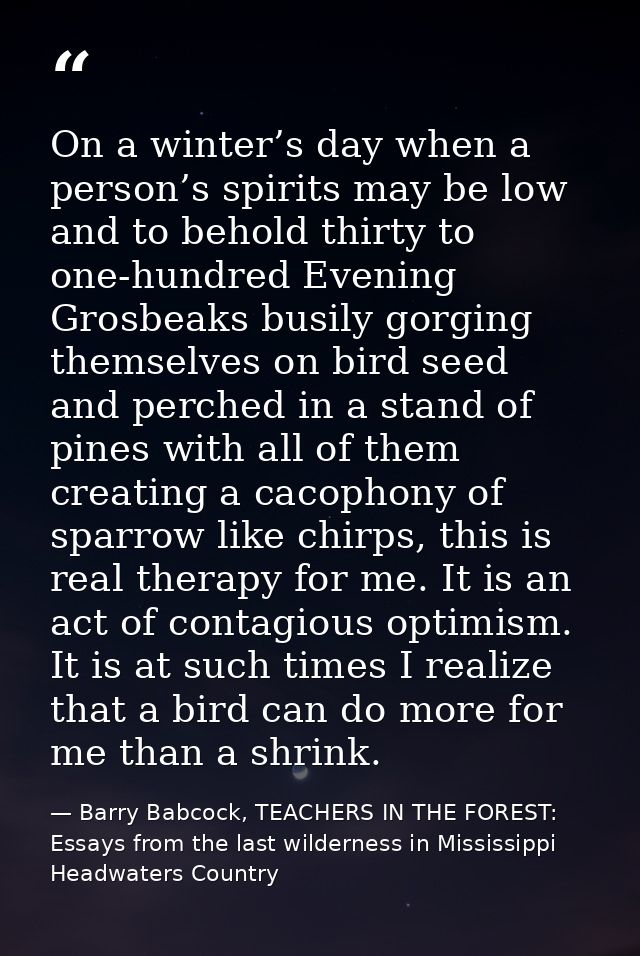 On a winter’s day when a person’s spirits may be low and to behold thirty to one-hundred Evening Grosbeaks busily gorgin — Barry Babcock, TEACHERS IN THE FOREST: Essays from the last wilderness in Mississippi Headwaters Country
