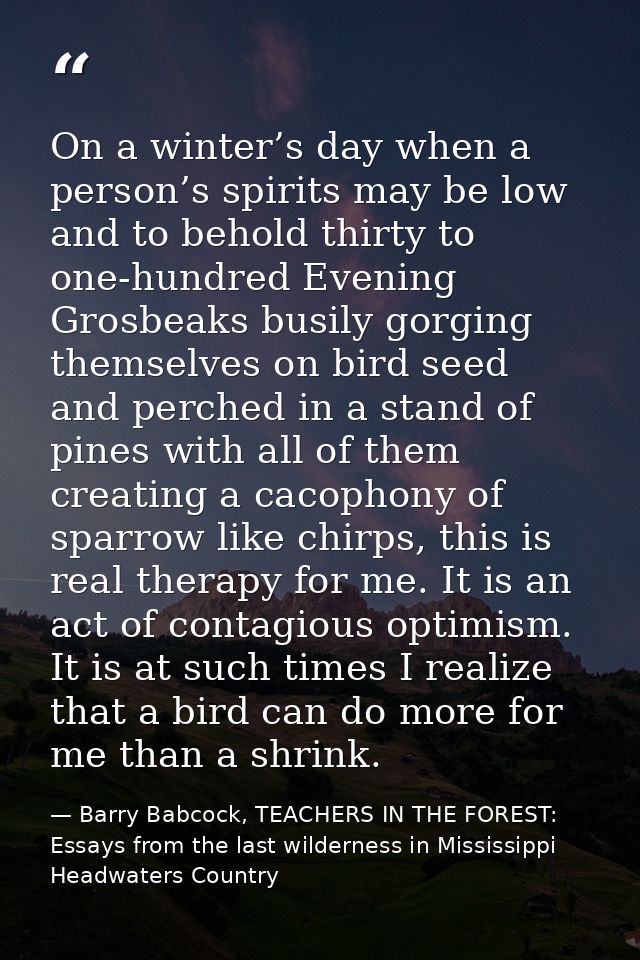 On a winter’s day when a person’s spirits may be low and to behold thirty to one-hundred Evening Grosbeaks busily gorgin — Barry Babcock, TEACHERS IN THE FOREST: Essays from the last wilderness in Mississippi Headwaters Country