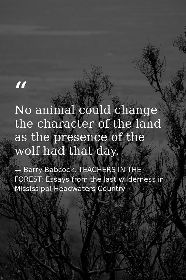 No animal could change the character of the land as the presence of the wolf had that day. — Barry Babcock, TEACHERS IN THE FOREST: Essays from the last wilderness in Mississippi Headwaters Country