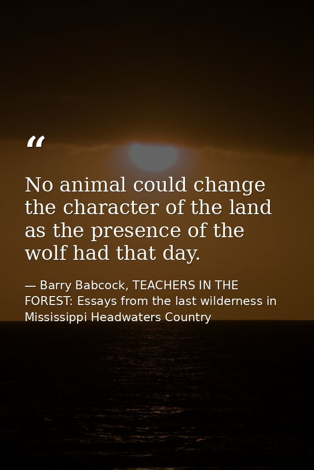 No animal could change the character of the land as the presence of the wolf had that day. — Barry Babcock, TEACHERS IN THE FOREST: Essays from the last wilderness in Mississippi Headwaters Country