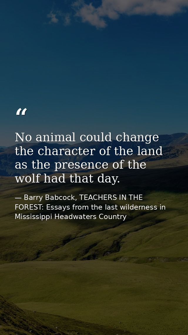 No animal could change the character of the land as the presence of the wolf had that day. — Barry Babcock, TEACHERS IN THE FOREST: Essays from the last wilderness in Mississippi Headwaters Country