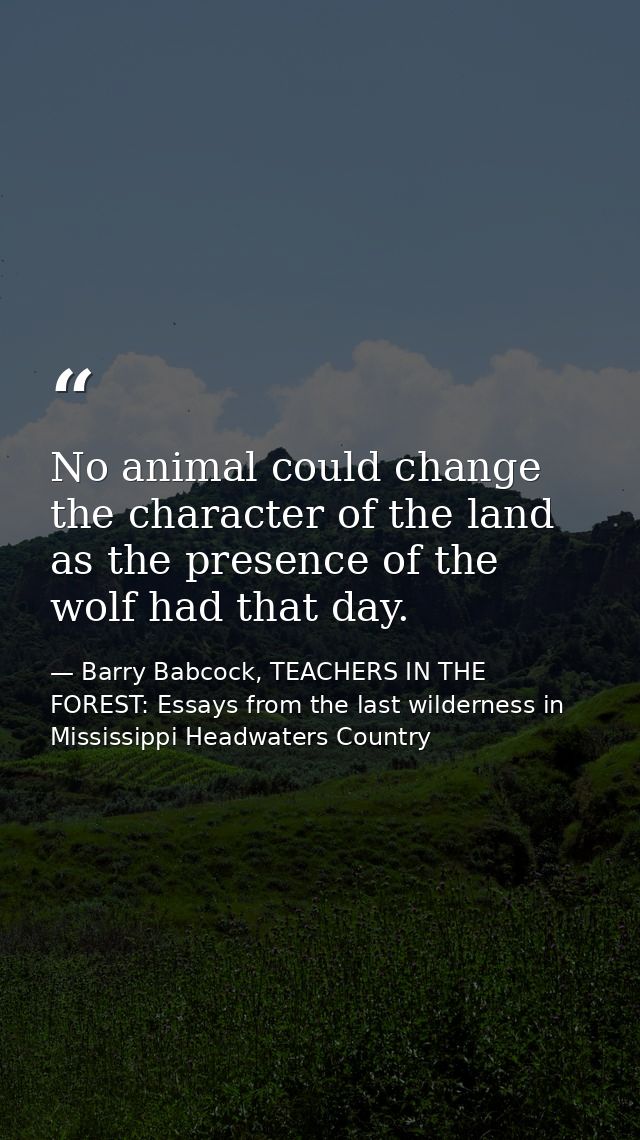 No animal could change the character of the land as the presence of the wolf had that day. — Barry Babcock, TEACHERS IN THE FOREST: Essays from the last wilderness in Mississippi Headwaters Country