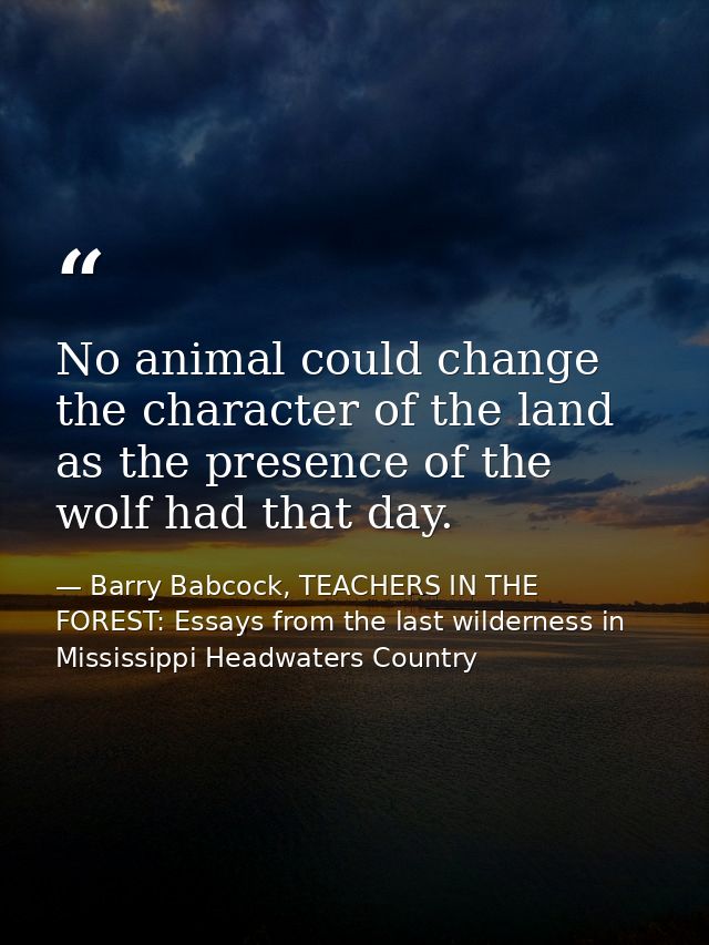 No animal could change the character of the land as the presence of the wolf had that day. — Barry Babcock, TEACHERS IN THE FOREST: Essays from the last wilderness in Mississippi Headwaters Country