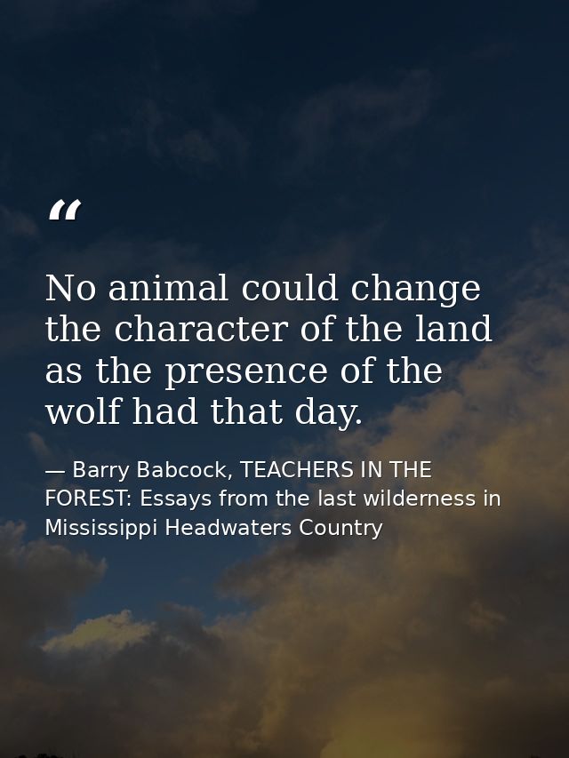 No animal could change the character of the land as the presence of the wolf had that day. — Barry Babcock, TEACHERS IN THE FOREST: Essays from the last wilderness in Mississippi Headwaters Country