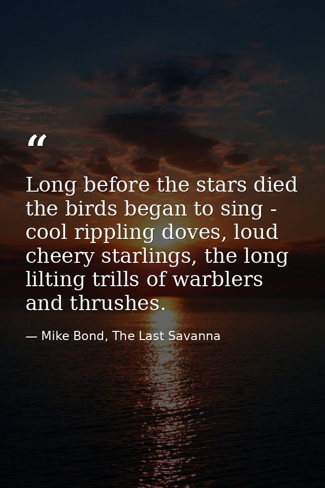 Long before the stars died the birds began to sing - cool rippling doves, loud cheery starlings, the long lilting trills — Mike Bond, The Last Savanna