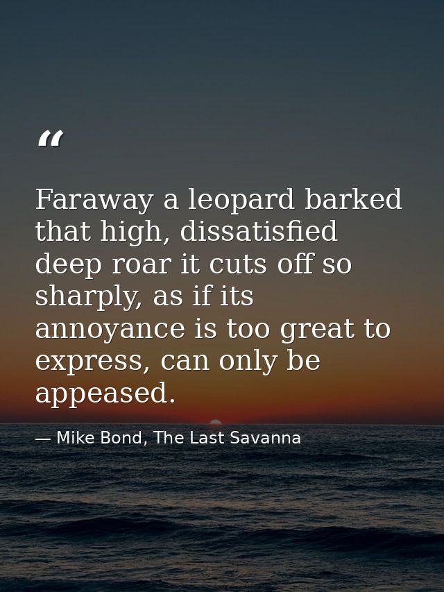 Faraway a leopard barked that high, dissatisfied deep roar it cuts off so sharply, as if its annoyance is too great to e — Mike Bond, The Last Savanna