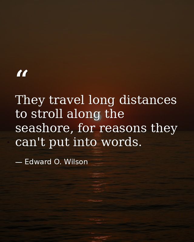 They travel long distances to stroll along the seashore, for reasons they can't put into words. — Edward O. Wilson