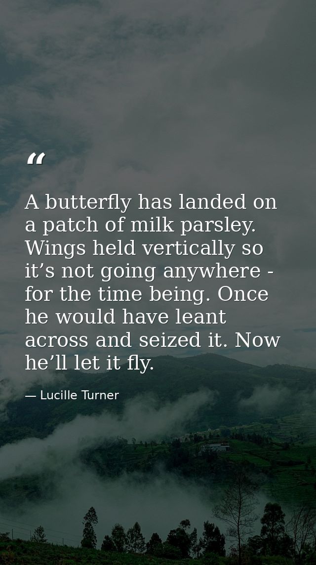 A butterfly has landed on a patch of milk parsley. Wings held vertically so it’s not going anywhere - for the time being — Lucille Turner