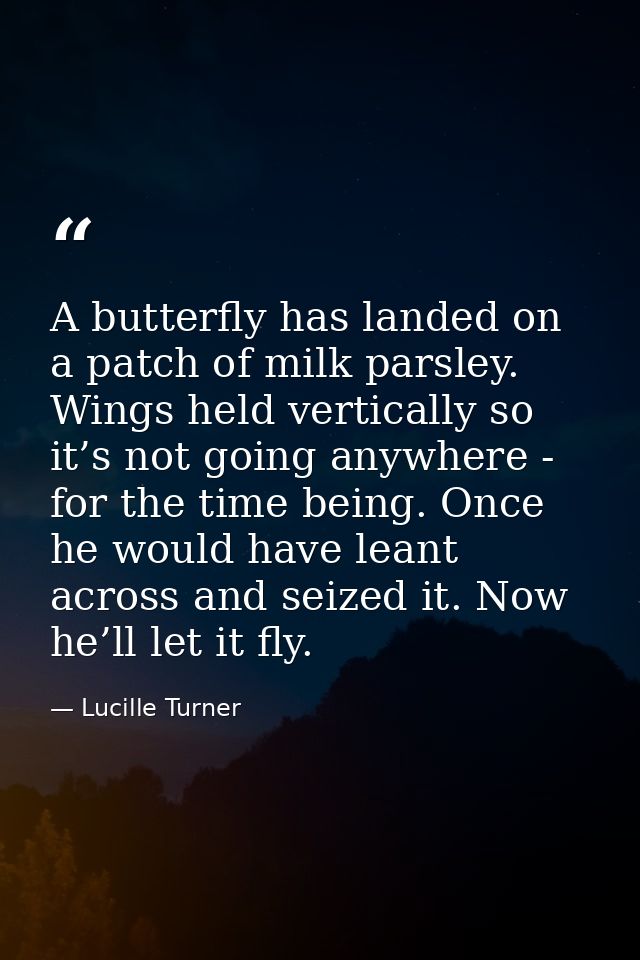 A butterfly has landed on a patch of milk parsley. Wings held vertically so it’s not going anywhere - for the time being — Lucille Turner