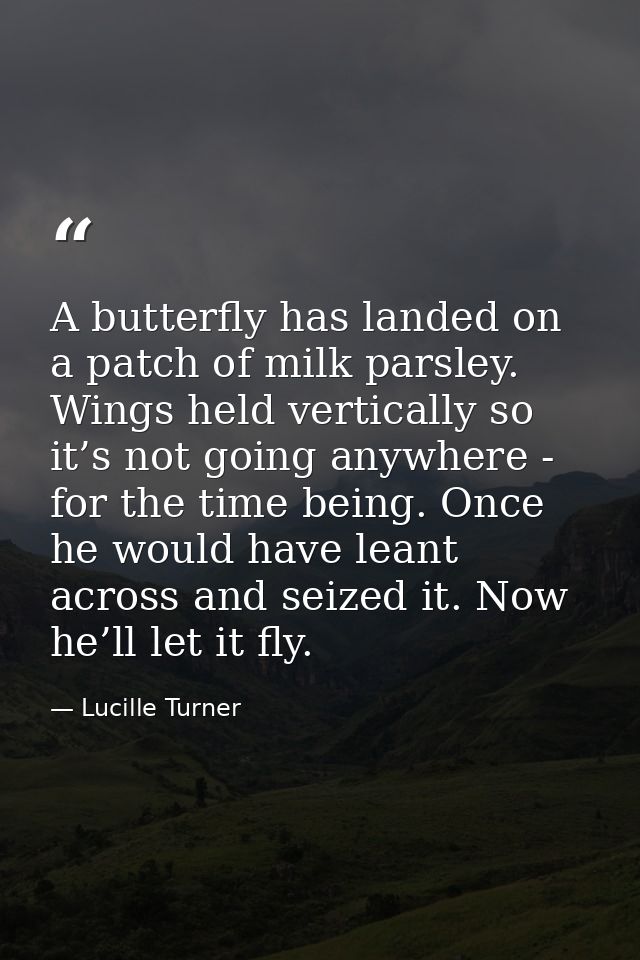 A butterfly has landed on a patch of milk parsley. Wings held vertically so it’s not going anywhere - for the time being — Lucille Turner