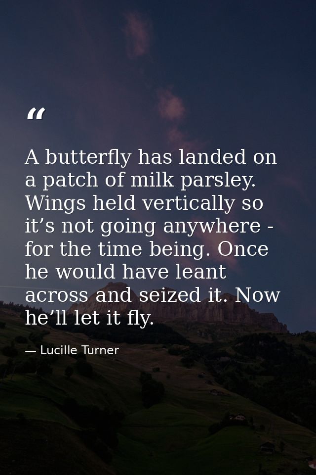 A butterfly has landed on a patch of milk parsley. Wings held vertically so it’s not going anywhere - for the time being — Lucille Turner