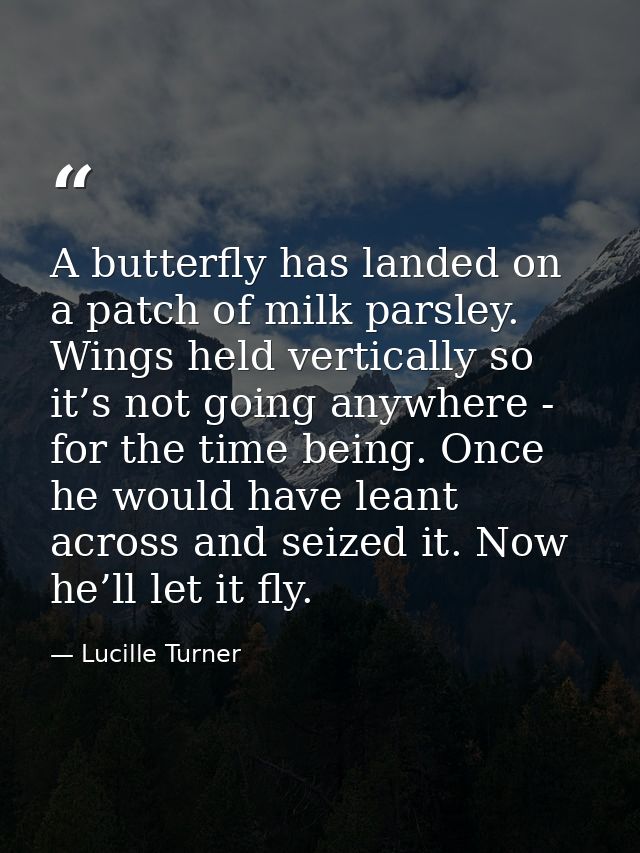 A butterfly has landed on a patch of milk parsley. Wings held vertically so it’s not going anywhere - for the time being — Lucille Turner