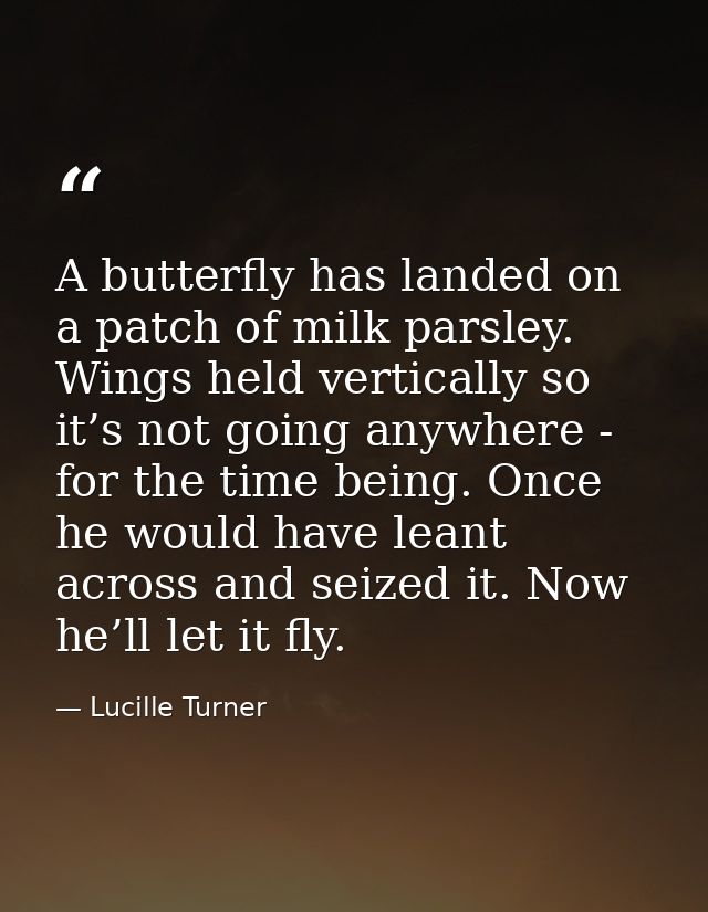 A butterfly has landed on a patch of milk parsley. Wings held vertically so it’s not going anywhere - for the time being — Lucille Turner