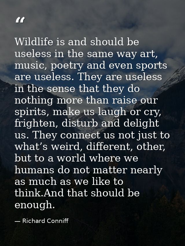 Wildlife is and should be useless in the same way art, music, poetry and even sports are useless. They are useless in th — Richard Conniff