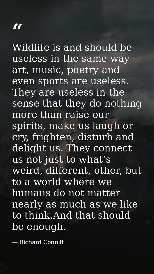 Wildlife is and should be useless in the same way art, music, poetry and even sports are useless. They are useless in th — Richard Conniff