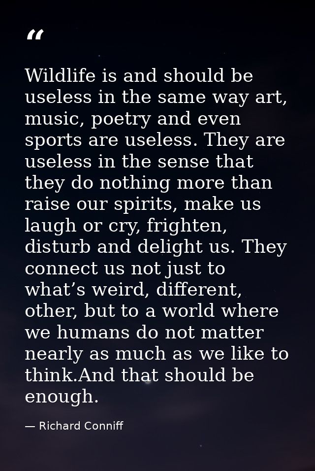 Wildlife is and should be useless in the same way art, music, poetry and even sports are useless. They are useless in th — Richard Conniff