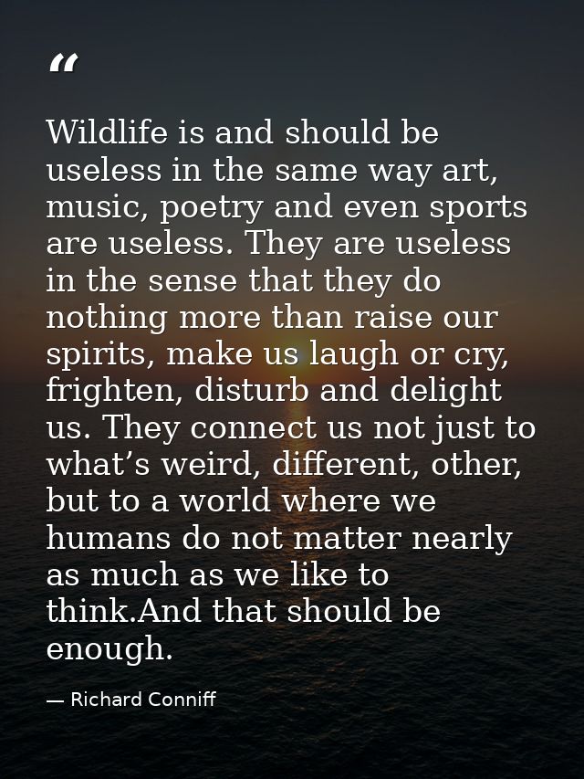 Wildlife is and should be useless in the same way art, music, poetry and even sports are useless. They are useless in th — Richard Conniff