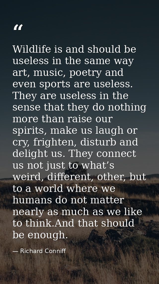 Wildlife is and should be useless in the same way art, music, poetry and even sports are useless. They are useless in th — Richard Conniff