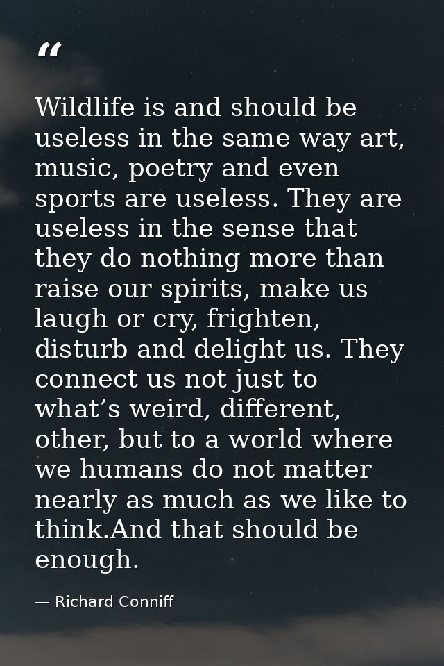 Wildlife is and should be useless in the same way art, music, poetry and even sports are useless. They are useless in th — Richard Conniff