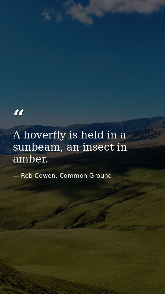 A hoverfly is held in a sunbeam, an insect in amber. — Rob Cowen, Common Ground