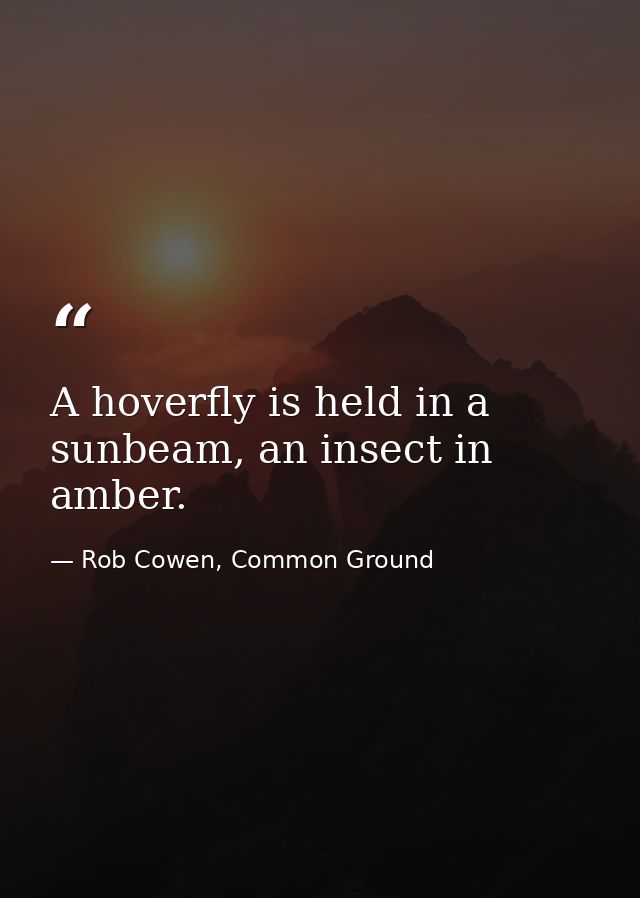 A hoverfly is held in a sunbeam, an insect in amber. — Rob Cowen, Common Ground