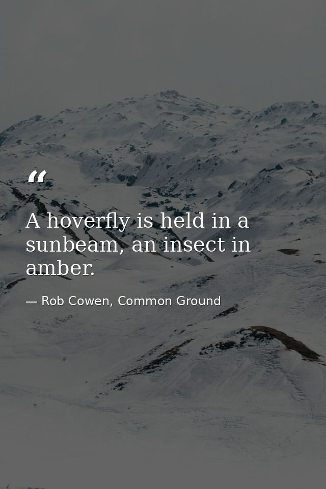 A hoverfly is held in a sunbeam, an insect in amber. — Rob Cowen, Common Ground